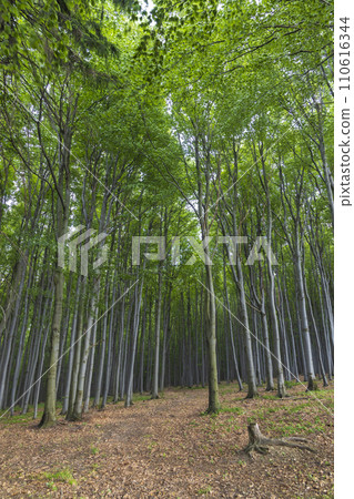 Spring beech forest in White Carpathians, Southern Moravia, Czech Republic 110616344