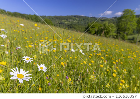 Typical Spring landscape in White Carpathians near Stary Hrozenkov, Southern Moravia, Czech Republic Typical Spring landscape in White Carpathians near Stary Hrozenkov, Southern Moravia, Czech Republic 110616357