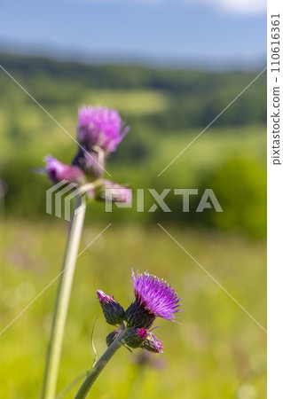 Typical Spring landscape in White Carpathians near Stary Hrozenkov, Southern Moravia, Czech Republic Typical Spring landscape in White Carpathians near Stary Hrozenkov, Southern Moravia, Czech Republic 110616361