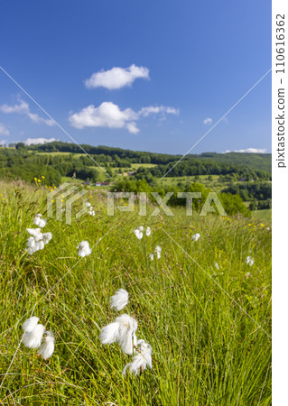 Typical Spring landscape in White Carpathians near Stary Hrozenkov, Southern Moravia, Czech Republic 110616362