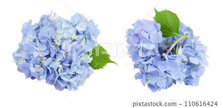 Blue Hydrangea flower isolated on white background Blue Hydrangea flower isolated on white background 110616424