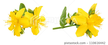 saint john's wort or Hypericum flowers isolated on white background 110616442