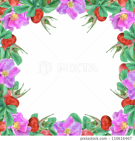 Rosehip, flowers, leaves, berries, square frame. Graphic illustration isolated on white background. Cards, invitations, flyers, banners, labels. 110616467
