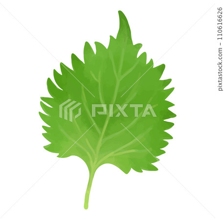 紫蘇紫蘇葉手繪風格插畫 110616626