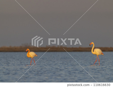 Flamingo in Parc Naturel regional de Camargue, Provence, France 110616630