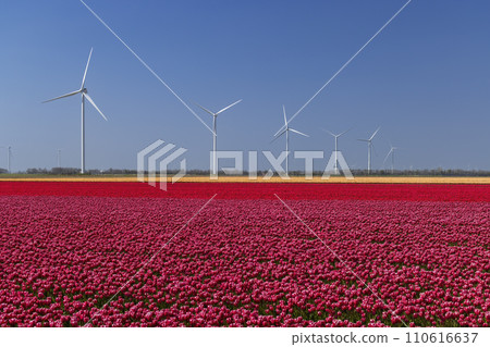 wind turbines with tulip field, North Holland, Netherlands wind turbines with tulip field, North Holland, Netherlands 110616637