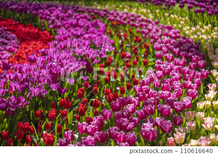 Keukenhof flower garden - largest tulip park in world, Lisse, Netherlands 110616640