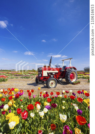 Field of tulips with old tractor near Keukenhof, The Netherlands 110616653