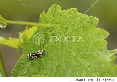 grape phylloxera on the leaf grape phylloxera on the leaf 110616694