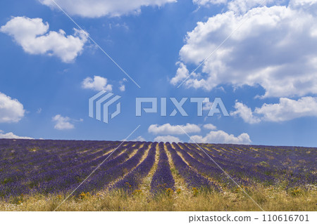Lavender field near Montbrun les Bains and Sault, Provence, France 110616701