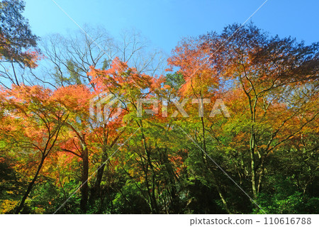 Autumn leaves season Mt. Minoh maple-23 Autumn leaves season Mt. Minoh maple-23 110616788