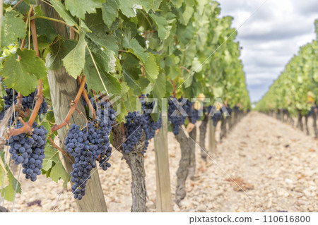 Typical vineyards near Pomerol, Aquitaine, France Typical vineyards near Pomerol, Aquitaine, France 110616800