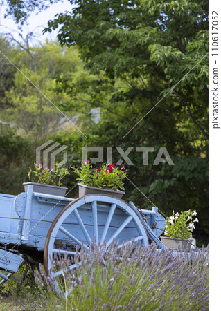 blue wooden cart with lavenders in Provence, France 110617052
