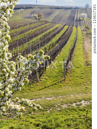 flowering cherry with vineyard near Cejkovice, Southern Moravia, Czech Republic flowering cherry with vineyard near Cejkovice, Southern Moravia, Czech Republic 110617161