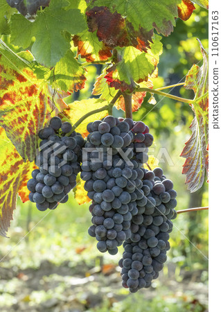 Blue grapes Pinot Noir in autumn vineyard, Southern Moravia, Czech Republic Blue grapes Pinot Noir in autumn vineyard, Southern Moravia, Czech Republic 110617163