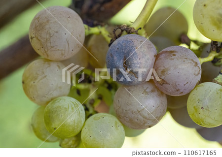 Grapes infested with rot and mold (black spotting) Grapes infested with rot and mold (black spotting) 110617165