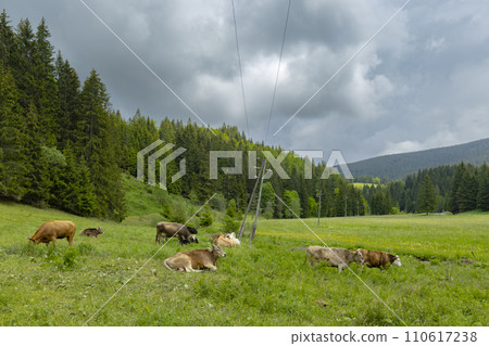Spring of Hron, Horehronie, Low Tatras, Slovakia 110617238