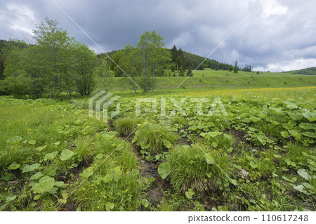 Spring of Hron, Horehronie, Low Tatras, Slovakia 110617248