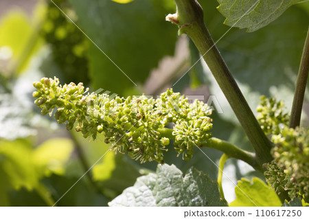 Detail grapes of the vine in the time flowers 110617250