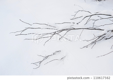 Winter specific. Branches covered with frost. Winter wonderland. Freeze-framed beauty of a plant coated in frozen jewels. A plant draped in shimmering frost.  110617382