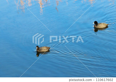 流經坂戶市的科馬川上兩隻水鳥優雅地遊動的景象。 110617602