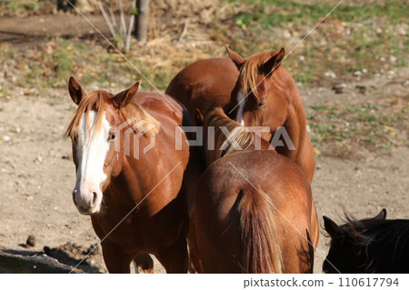 Group of paint horses on the pasturage Group of paint horses on the pasturage 110617794