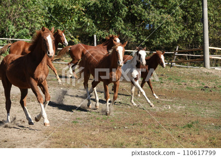 Group of young western horses moving 110617799