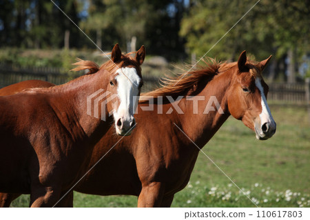 Group of paint horses on the pasturage Group of paint horses on the pasturage 110617803