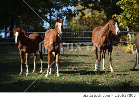 Group of paint horses on the pasturage Group of paint horses on the pasturage 110617808
