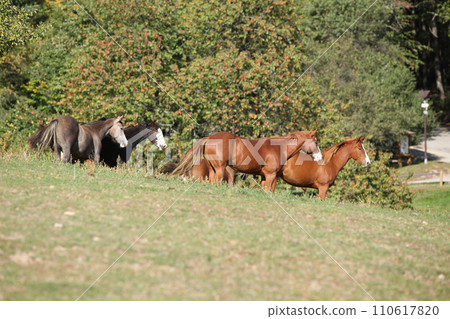 Group of paint horses on the pasturage Group of paint horses on the pasturage 110617820