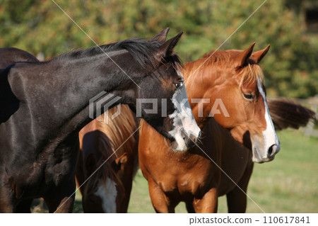 Group of paint horses on the pasturage Group of paint horses on the pasturage 110617841