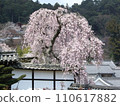 Weeping cherry blossoms blooming next to the main hall 110617882