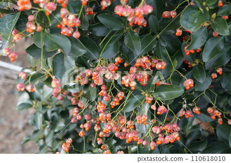 Mokkoku with red fruit Mokkoku with red fruit 110618010