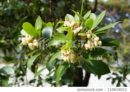 草莓樹的白色花朵 110618012