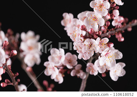 branch of blossoming sakura on black background 110618052