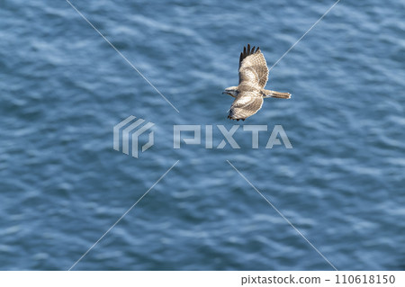 High hawk High hawk 110618150