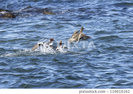  Wigeon 110618162
