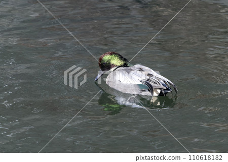 Yoshigamo 110618182