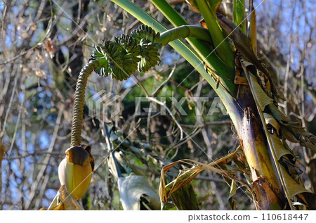 香蕉樹 香蕉樹 110618447