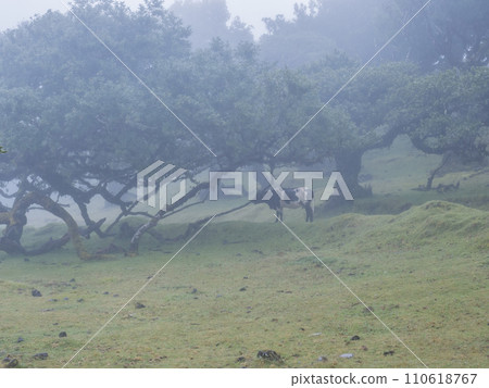 Fanal laurel forest in rain and dense fog with cow and bizarre shape mossy trees, twisted branches, moss and fern. Mysterious creepy atmosphere, Tourist point Fanal, Madeira, Portugal 110618767
