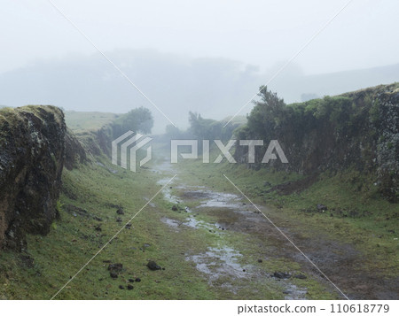 Muddy footpath in shallow ravine in Fanal laurel forest in dense fog. Bizarre shape mossy trees, twisted branches, moss and fern. Mysterious creepy atmosphere, misty moody scene. Madeira, Portugal Muddy footpath in shallow ravine in Fanal laurel forest in dense fog. Bizarre shape mossy trees, twisted branches, moss and fern. Mysterious creepy atmosphere, misty moody scene. Madeira, Portugal 110618779
