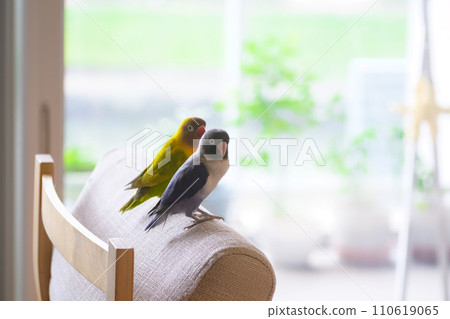 Lilian's lovebird relaxing in the living room Lilian's lovebird relaxing in the living room 110619065