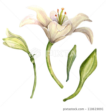 Watercolor white flowers isolated on white background. Easter floral botanical Illustration hand drawn. Set with white lily, stem and leaves. Element for invitation, backdrop, Easter decorations Watercolor white flowers isolated on white background. Easter floral botanical Illustration hand drawn. Set with white lily, stem and leaves. Element for invitation, backdrop, Easter decorations 110619091