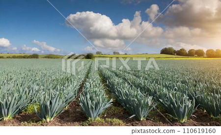 Leek field with copy space 110619160