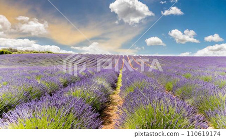 藍天和薰衣草田，有複製空間 110619174