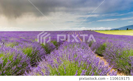 Blue sky and lavender field with copy space 110619175