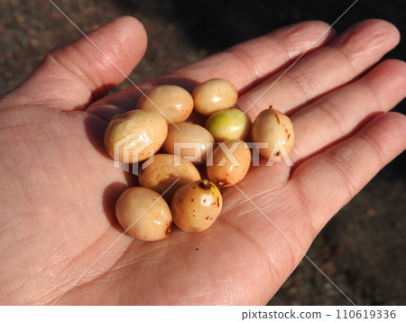 落葉樹“仙丹”果實 110619336