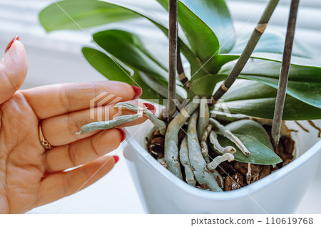 caring for decorative orchid in flowerpot 110619768