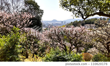 Spring scenery seen from Nakasenji plum grove in Takarazuka, Hyogo Prefecture Spring scenery seen from Nakasenji plum grove in Takarazuka, Hyogo Prefecture 110620178
