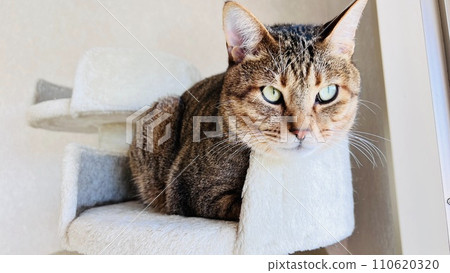 [Protection cat] Kijitora cat relaxing on the cat tower 110620320